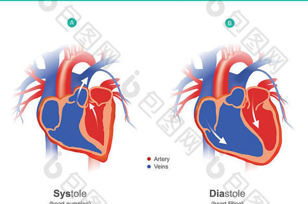 心器官人类身体泵血身体解剖学信息图表
