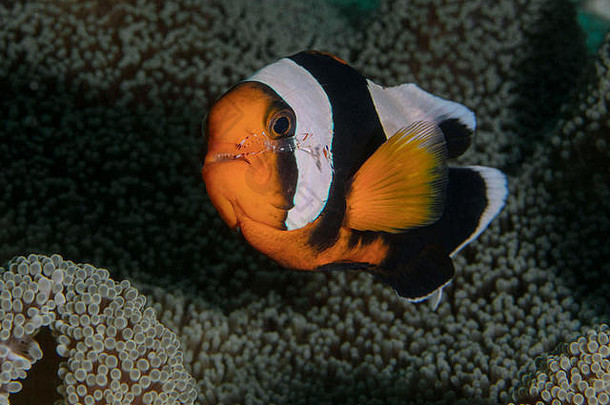 好友anemonefish虾安西洛梅内斯霍尔特伊西清洁安菲普瑞恩polymnus王牌岛菲律宾