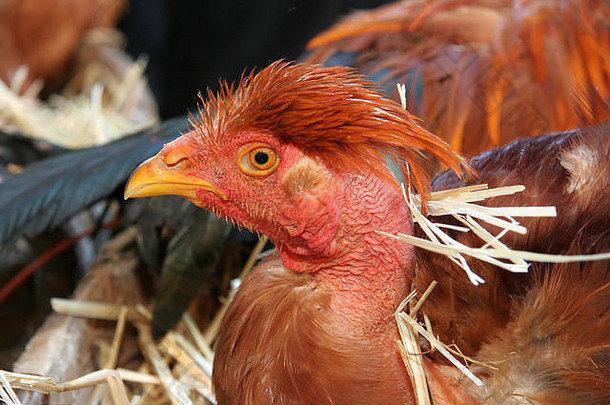 公鸡传统的市场freamunde葡萄牙公鸡年龄