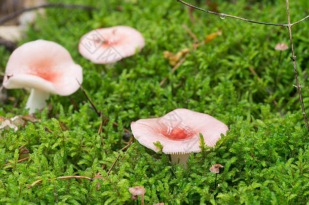 粉红色的蘑菇Russulabetularum莫斯特写镜头