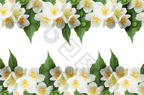 壁纸盛开的茉莉花水滴叶子孤立的白色背景