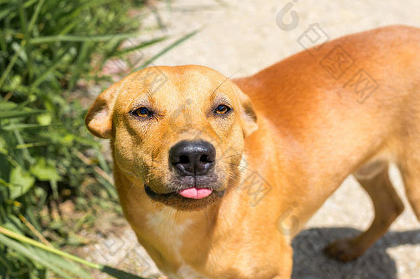 年轻的金彩色狗滑稽的舌头行动直接相机