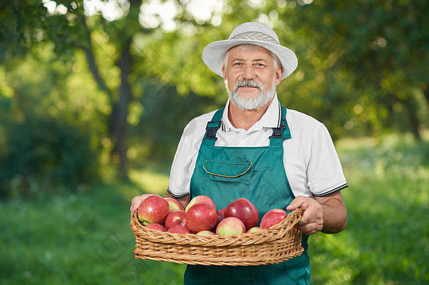 男人。灰色头发相机显示收获有胡子的农民持有篮子完整的红色的美味的苹果摆姿势花园园丁穿农民的他