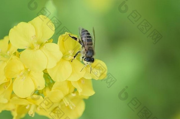 宏细节蜜蜂黄色的油菜籽花