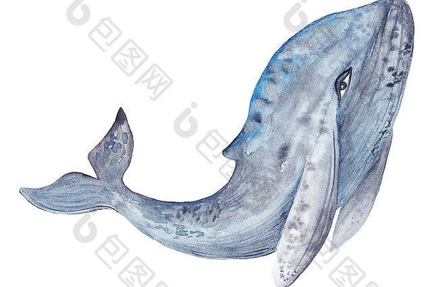 大high-detailed手绘插图灰色的蓝色的鲸鱼座孤立的白色背景
