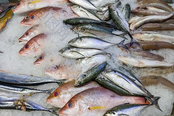 分类新鲜的鱼销售冻海鲜市场