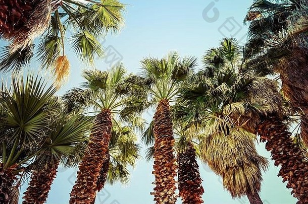 向上视图有缘的剃风扇棕榈树树干吹的叶子阳光蓝色的天空美国