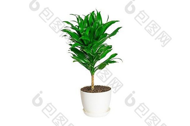绿色香龙血树属植物植物孤立的白色背景房子植物首页装饰概念