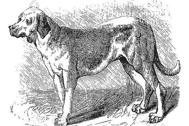 侦探犬圣休伯特猎犬侦探猎犬犬红斑狼疮熟悉古董雕刻