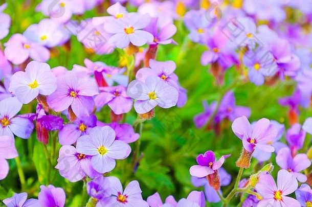 关闭紫色的花朵aubrieta花花园