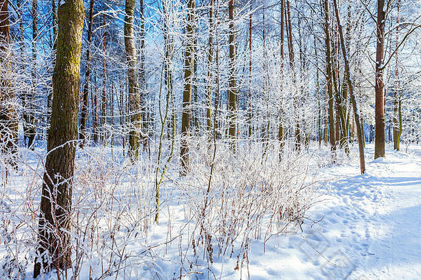 冷淡的树雪森林冷天气阳光明媚的早....宁静的冬天自然阳光鼓舞人心的自然冬天花园公园和平很酷的生态自然景观背景