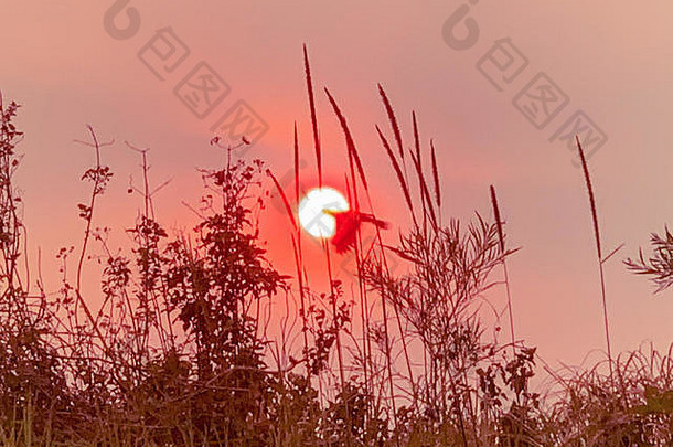 鸟飞行前面红色的设置太阳烟天空