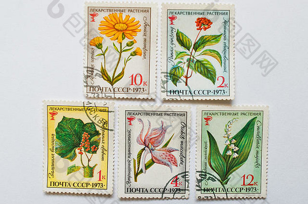 乌日哥罗德乌克兰约集合邮资邮票印刷苏联显示Herbal花约