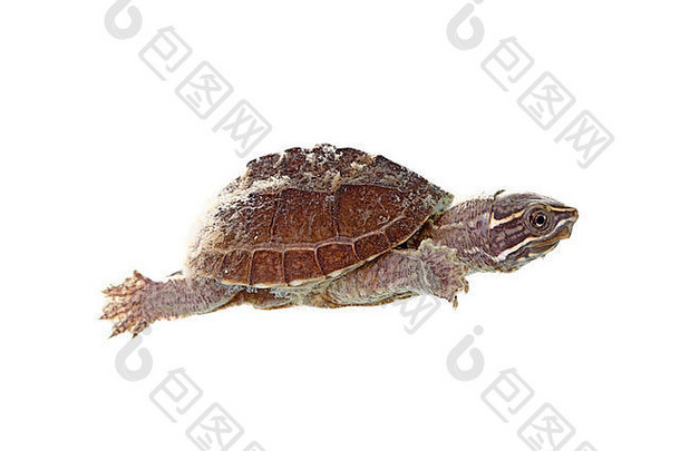 麝香乌龟孤立的白色背景