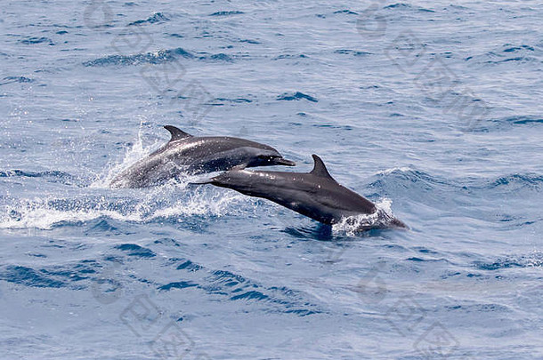 泛热带发现了海豚斯特内拉减弱跳社交活动船