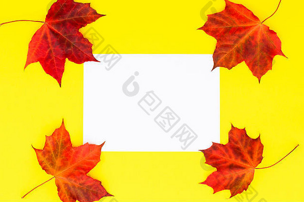 空白纸黄色的背景秋天枫木叶子