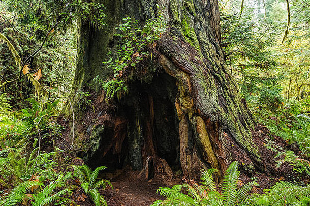 巨大的红木树树干<strong>草原</strong>溪红杉状态公园加州