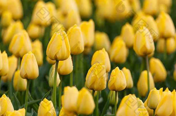 郁金香美丽的色彩斑斓的黄色的郁金香花春天花园充满活力的花背景