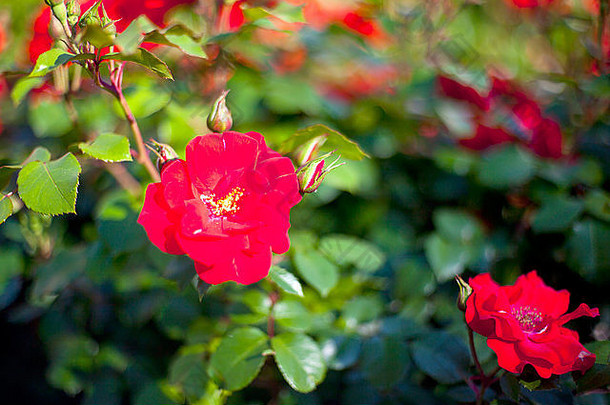 <strong>照片</strong>红色的花花园