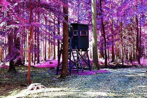 美丽的红外视图紫色的幻想森林