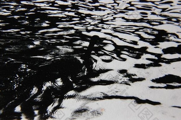 细古董黑色的白色极端的摄影群鸭子游泳池塘