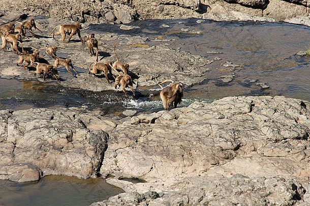剧团狒狒穿越河前非洲裂痕谷德勃雷libanos埃塞俄比亚