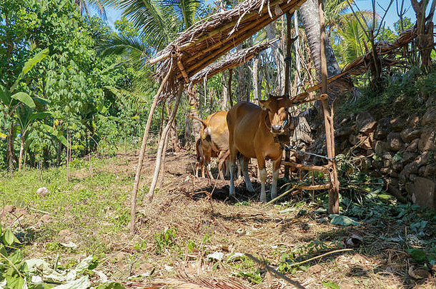 牛站避难所吃新鲜的草牛肉牛巴厘岛的农民棕色（的）牛直接相机热带背景