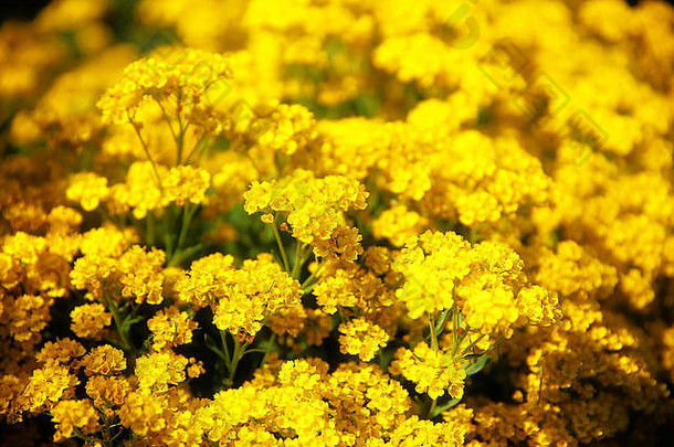 美丽的黄色的花园花模糊背景