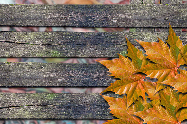 秋天背景色彩斑斓的叶子木董事会