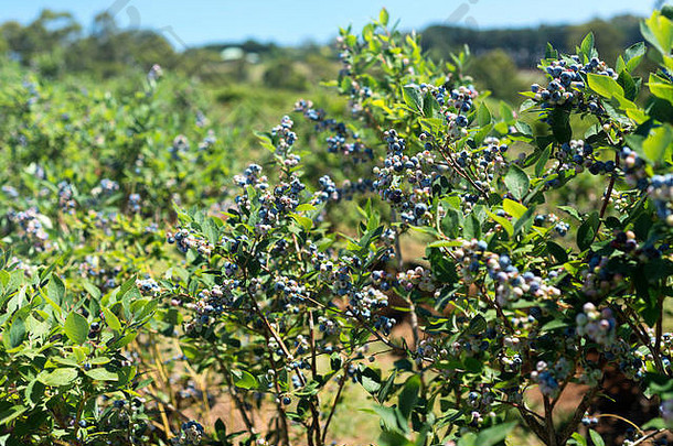照片蓝莓布什成熟浆果