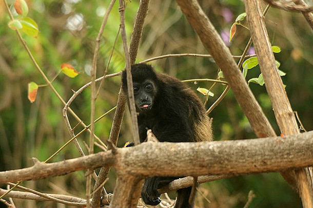 年轻的黑色的披着斗篷的吼猴子阿鲁阿塔帕利亚塔玩树吃瓜纳卡斯特科斯塔黎加