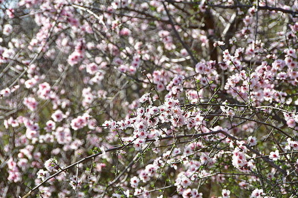 迈锡尼希腊2月春天图片迈锡尼阿尔戈利斯