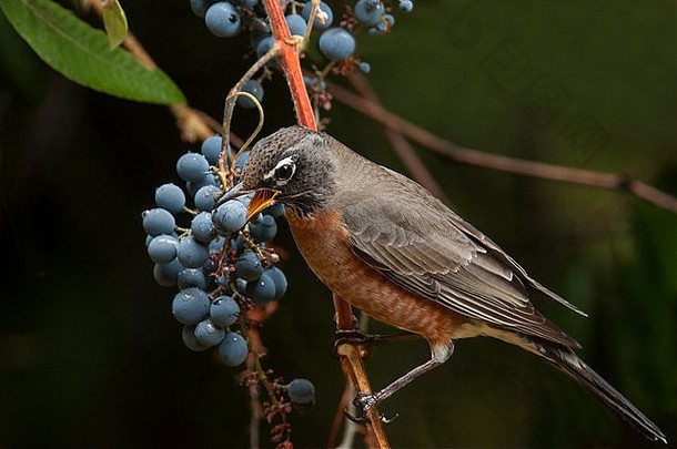 美国罗宾图尔杜斯米格拉托里乌斯迁徙songbird画眉家庭宴会水果野生葡萄