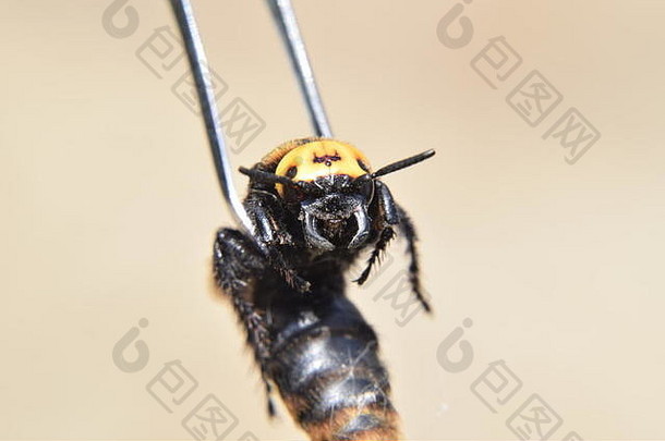 megascolia斑纹或庞大的黄蜂黄蜂学校巨大的镊子