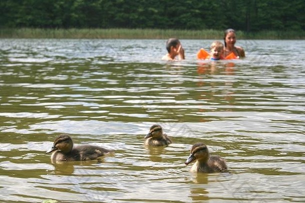 美丽的甜蜜的鸭子游泳孩子们湖森林