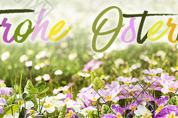 色彩斑斓的花草地德国单词喜鸹意味着快乐复活节