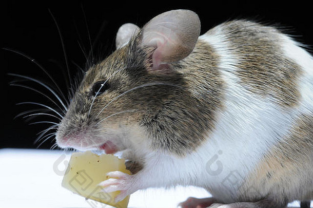 鼠标吃奶酪
