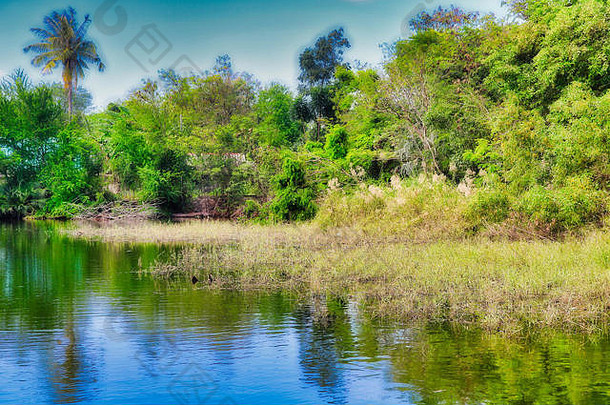神奇的自然照片显示漂亮的杂草丛生的自然湖泰国