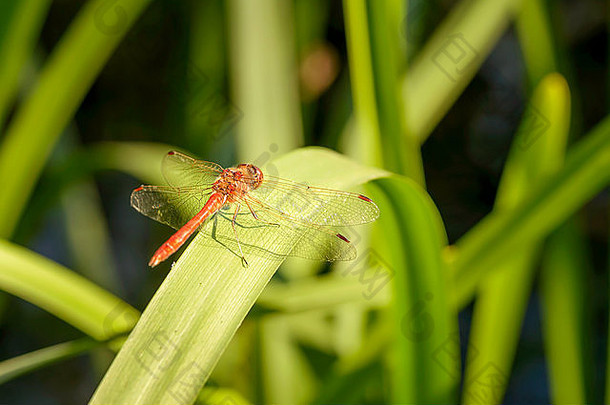 红色的蜻蜓站香蒲latifolia叶关闭水温暖的夏天太阳