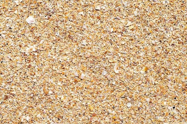纹理光滑的表面湿沙子片段贝壳