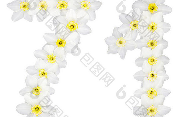 数字七十年自然白色花水仙花那喀索斯孤立的白色背景