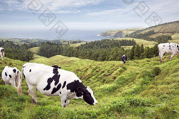 牛放牧丘陵景观海岸