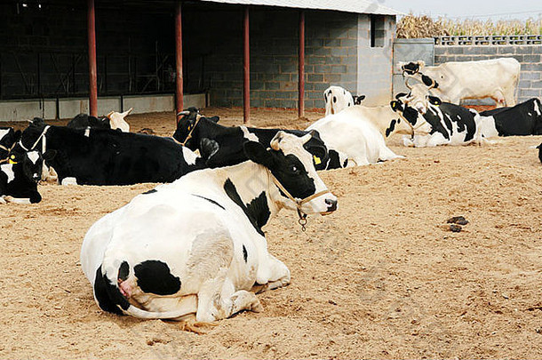 牛奶牛农场北中国