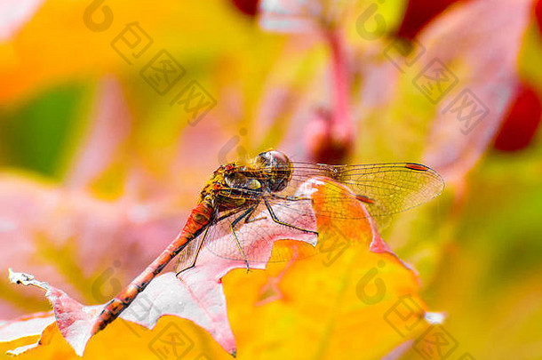 明亮的颜色宏红色的蜻蜓坐着黄色的红色的离开黄色的背景