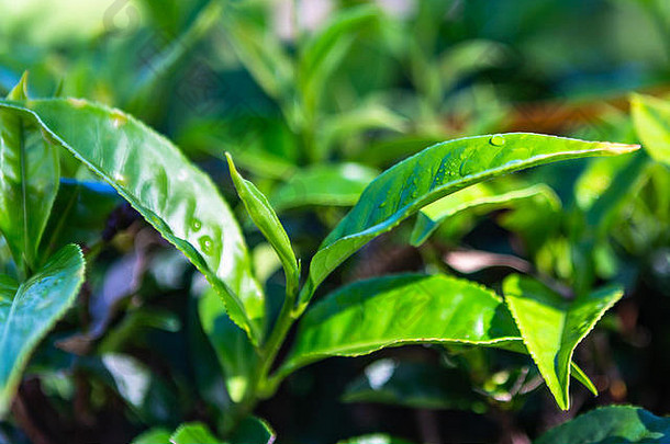 茶种植园哈普塔莱斯里兰卡斯里兰卡