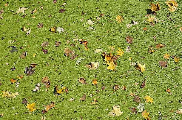 下降叶子绿色藻类收集河表面