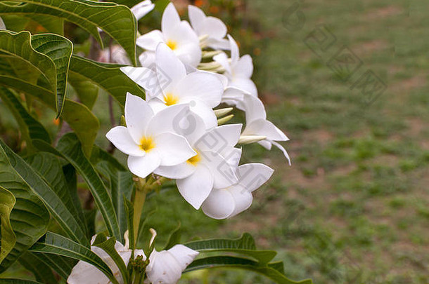 白色鸡蛋花plumeria多余的新娘花束自然