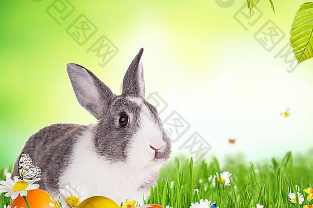 可爱的兔子草彩色鸡蛋免费的空间文本