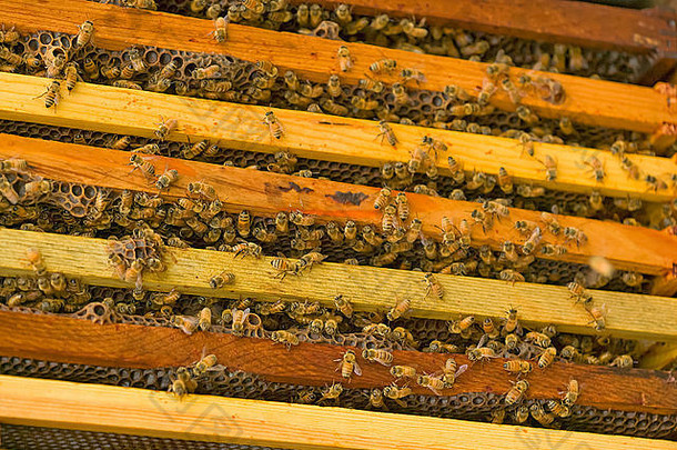 视图帧深超级蜂巢保持蜂蜜蜜蜂
