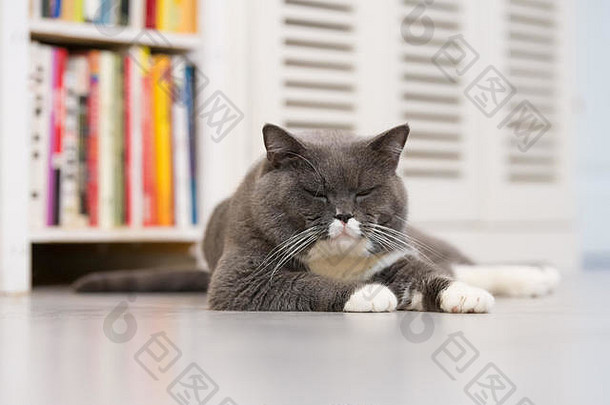 灰色的英国短毛猫猫说谎地板上